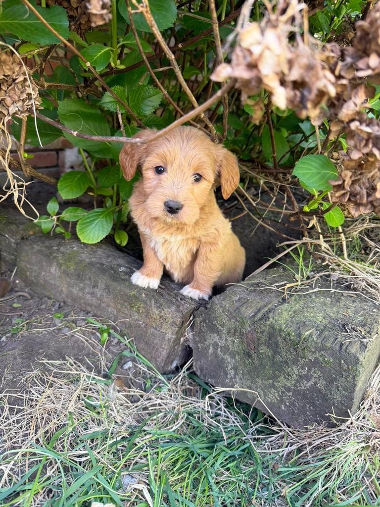 Mooie goldendoodle pups!, Golden retriever, Plusieurs, Hépatite contagieuse (maladie de Rubarth), Belgique