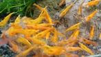 Hobbyaquarium Orange Sun garnalen, Kreeft, Krab of Garnaal, Zoetwatervis, Schoolvis
