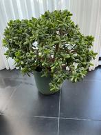 Mooie crassula ovata Jade boom., Huis en Inrichting, Ophalen, Vetplant, 100 tot 150 cm