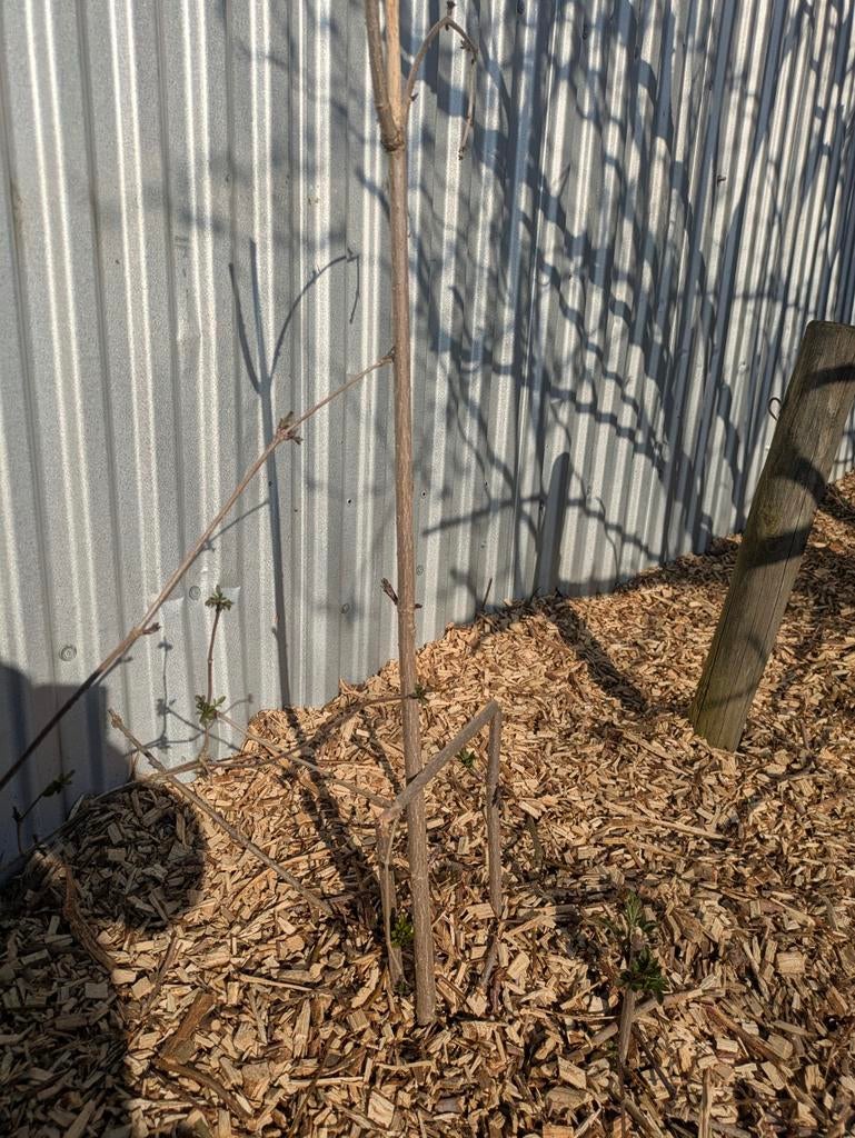 Vlier - sambucus nigra, Ophalen