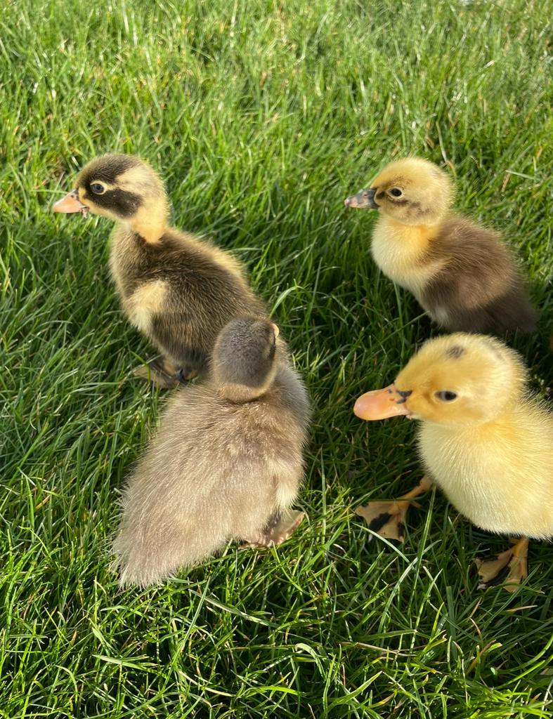 Kuikens indische loopeenden, Dieren en Toebehoren, Geslacht onbekend
