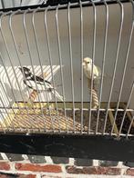 Kanaries, Dieren en Toebehoren, Vogels | Kanaries, Meerdere dieren