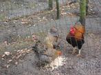 Mooie trio wyandotte krielen, Plusieurs animaux, Poule ou poulet