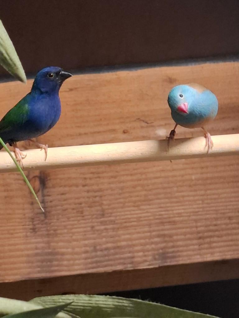 Blauwkopblauwfazant, Mannelijk, Tropenvogel, Geringd