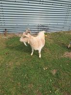 Caramel geit te koop, Vrouwelijk, Geit, 3 tot 5 jaar