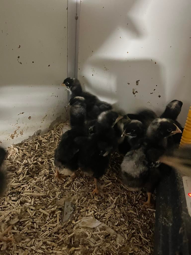 Lot weekse mechelse koekoek voornamelijk (80% hennetjes )