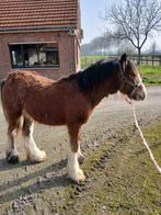 Irich cob, Dieren en Toebehoren, Pony's
