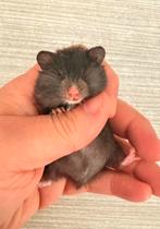 Hamster dore Hamster syrien à poil long, Hamster, Mâle, Février, Domestique