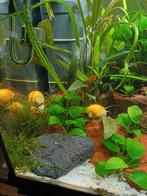 Gele appelslakken 10 stuks te koop, Slak of Weekdier, Zoetwatervis