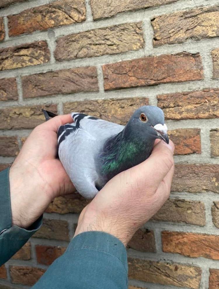 Van Der Wegen Hen 2025, Femelle, Pigeon voyageur
