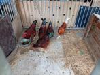 Kippen te koop, Dieren en Toebehoren, Vogels | Overige Vogels, Mannelijk