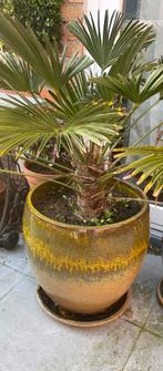 Winterharde palm plant in grote bloempot met schaal, Tuin en Terras, Planten | Tuinplanten, Volle zon, Vaste plant, Bloeit niet