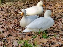 Kuikens hollandse kwaker kort bekjes wit, Dieren en Toebehoren