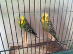 Koppel 2025 Engelse grasparkieten, Dieren en Toebehoren, Vogels | Parkieten en Papegaaien, Meerdere dieren, Geringd