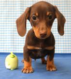 De magnifiques chiots teckel !, 15 semaines à 1 an, Étranger, Poils courts, Standard