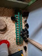 Mechelse koekoek kuikens kip te koop, Dieren en Toebehoren, Pluimvee, Meerdere dieren, Kip