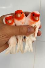 Mooie ,verzorgde rood-mozaiekmannen !!!, Animaux & Accessoires, Oiseaux | Canaris
