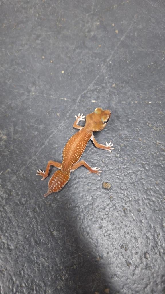 1.0 nlp patty het albino 2025, Dieren en Toebehoren, Reptielen en Amfibieën, Hagedis, 0 tot 2 jaar