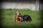 Teckel pups korthaar, Dieren en Toebehoren, Parvo, België, 8 tot 15 weken, Korthaar