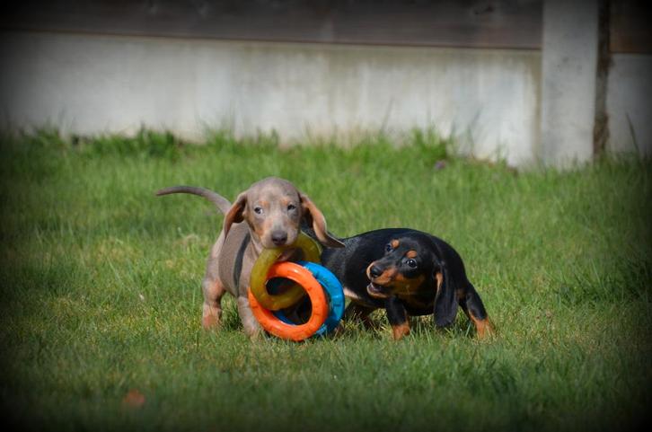 Chiots teckel à poil court, Animaux & Accessoires, Chiens | Teckels & Bassets, Plusieurs animaux, Poils courts, Nain, Éleveur | Professionnel