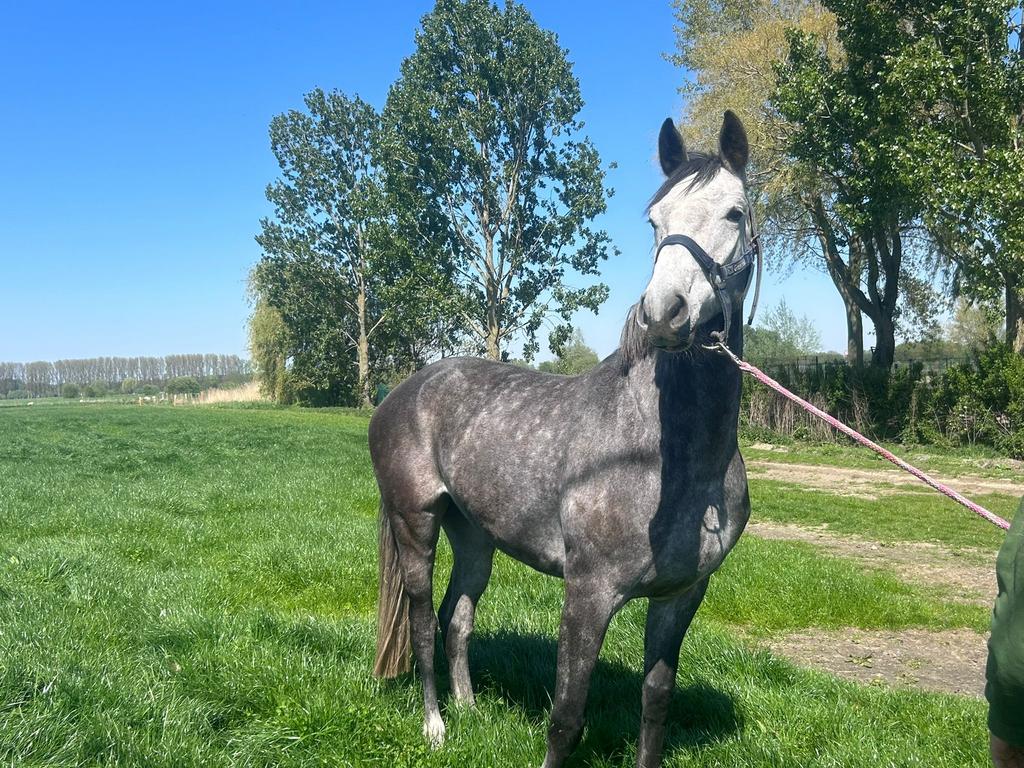 Paard te koop!!, Dieren en Toebehoren, Paarden, Merrie