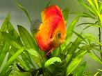 Red Melon Discus XL, Dieren en Toebehoren, Vis