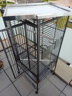 VOGELKOOI, Geslacht onbekend, Papegaai