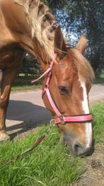 BWP fokmerrie 2011 drachtig van Arezzo VDL, Animaux & Accessoires, Chevaux, 11 ans ou plus, Avec pedigree, 160 à 165 cm, Ne s'applique pas