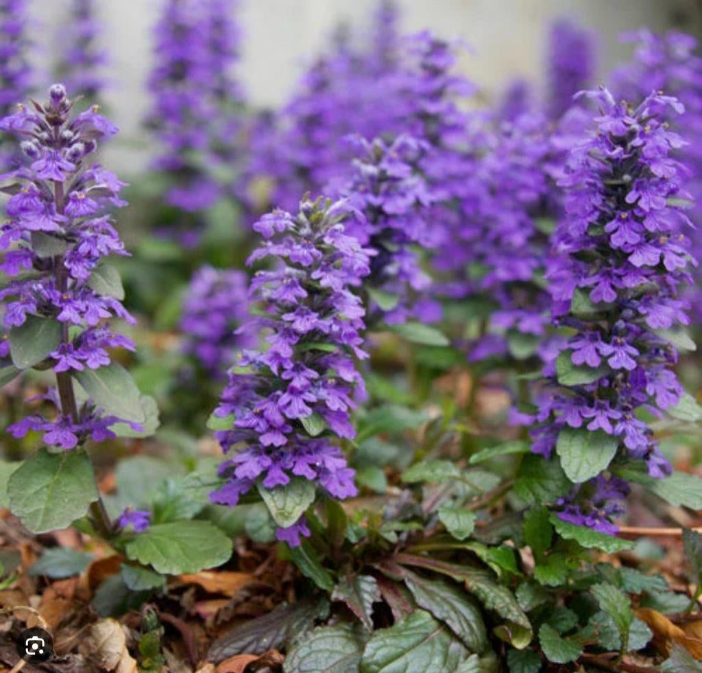 Kruipend zennegroen, bodembedekker, Jardin & Terrasse, Plantes | Jardin, Printemps, Couvre-sol, Enlèvement, Plante fixe