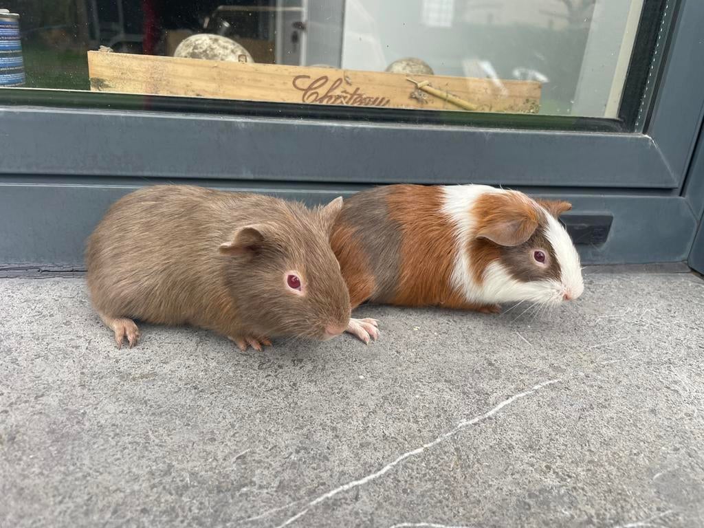 Jonge cavia’s, Mâle, Mars, Domestique, Cobaye
