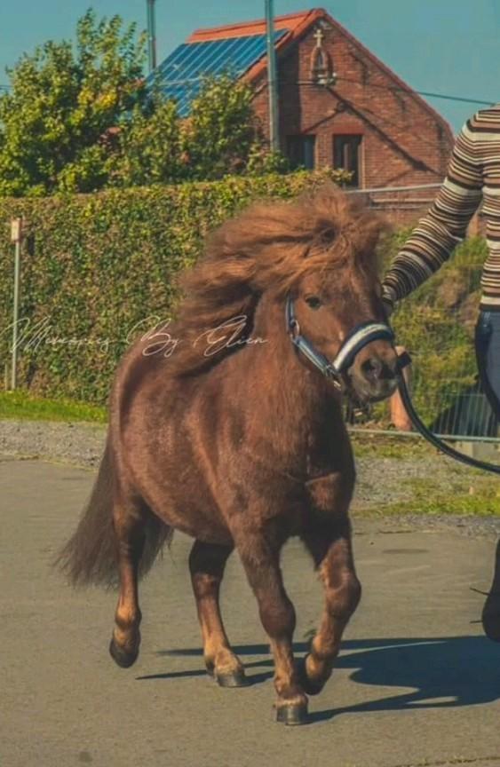 Ter Dekking voor 2026, Dieren en Toebehoren, Pony's, Hengst, Recreatiepony, Gechipt, Ontwormd, Ingeënt