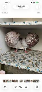 Gaditanos duiven te koop, Dieren en Toebehoren