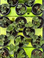 Ostara aarbeiplantjes. 10+2 gratis, Enlèvement