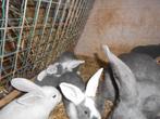 jonge konijnen, Dieren en Toebehoren, Konijnen, Meerdere dieren, Groot, 0 tot 2 jaar