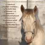 ️ UN PONEY DE CONTE DE FÉES DONT TOUT LE MONDE RÊVERA ️, Animaux & Accessoires, Hongre, Moins de 160 cm, Non dressé, Avec pedigree