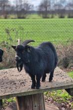 Minidwerggeit, Mâle, Chèvre, 0 à 2 ans