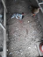 Broedeieren zilverfazant