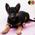 Duitse Herders, Lang en Korthaar (Belgische pups te koop), Parvo, België, Handelaar, 8 tot 15 weken
