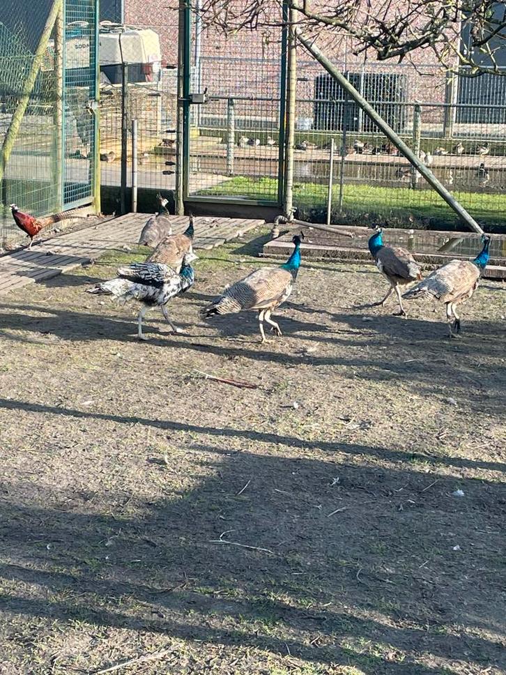 Pauwen, Animaux & Accessoires, Volatiles, Autres espèces, Plusieurs animaux