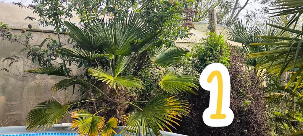 « Wagnerianus » de Trachycarpus, Jardin & Terrasse, Plantes | Jardin, Enlèvement