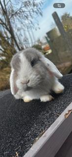 MINILOP voedster, Dieren en Toebehoren, Vrouwelijk, Dwerg, Hangoor, 0 tot 2 jaar