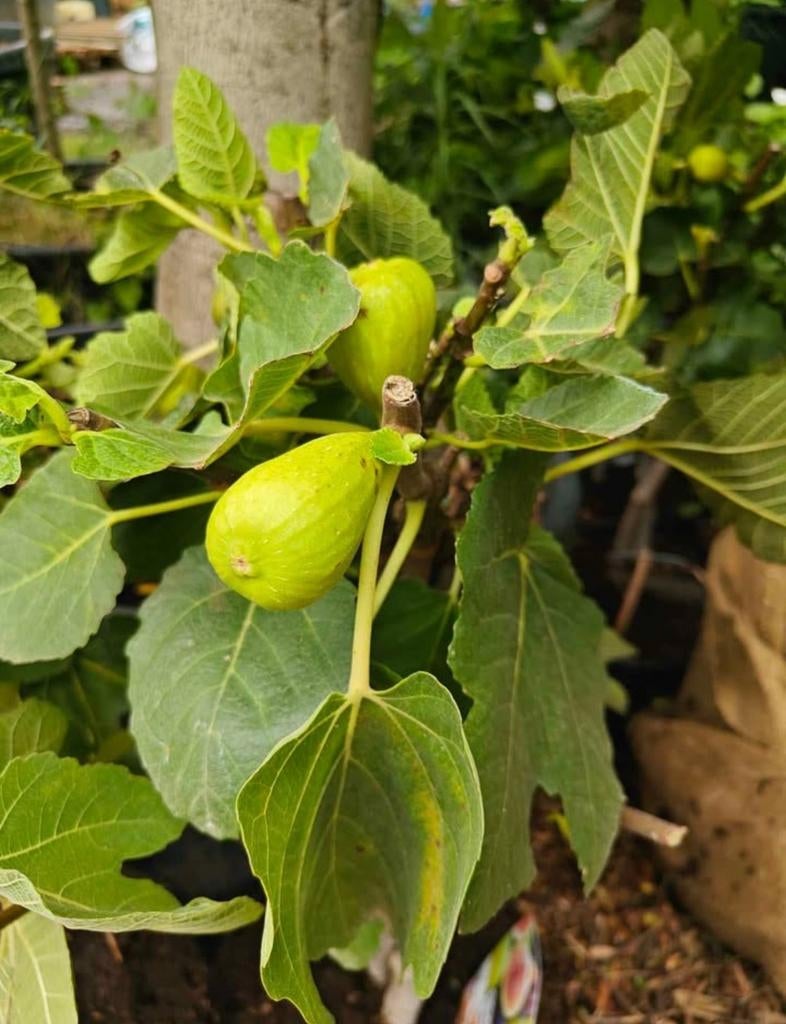 Bijzondere Vijgenboom – 2 in 1!, Ophalen, In pot, Vijgenboom