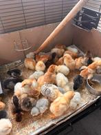 Kuikens te koop, Sexe inconnu, Poule ou poulet