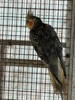 Mâle calopsitte porteur opaline, Animaux & Accessoires, Mâle