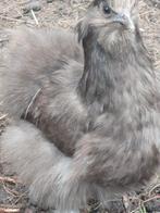 Zijdehoen hennen 2025