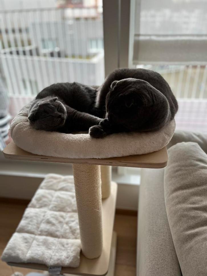 Griffoire /deux chats, Animaux & Accessoires, Meubles griffoirs pour chats, Enlèvement