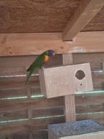 Loriquet, Geslacht onbekend, Dwergpapegaai of Agapornis, Pratend