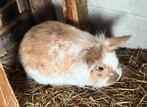 5 heel mooie gezonde konijntjes, Animaux & Accessoires, Lapins, Petit, 0 à 2 ans