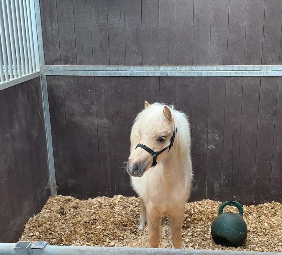 vermist : miniatuurpaardje Hope  (UPDATE), Dieren en Toebehoren, Paarden, Merrie, Minder dan 160 cm, 3 tot 6 jaar, Met stamboom