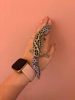 Mack snow lavender luipaard gecko man, Animaux & Accessoires